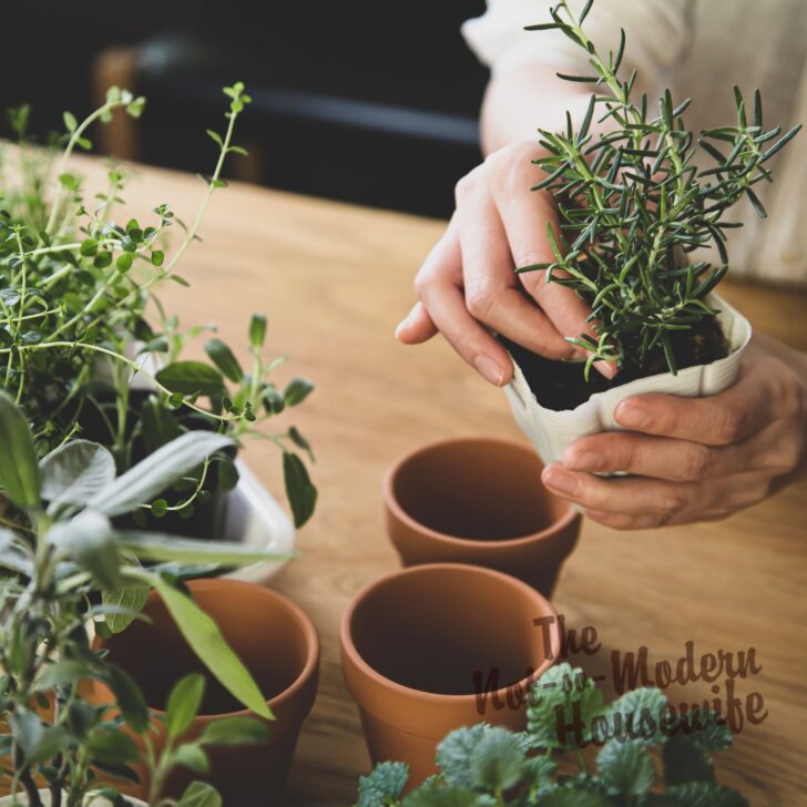 What to Plant in Florida in October: 35+ of the Best Vegetables & Herbs to Plant | The Not so Modern Housewife what to plant in Florida in October | The Not so Modern Housewife