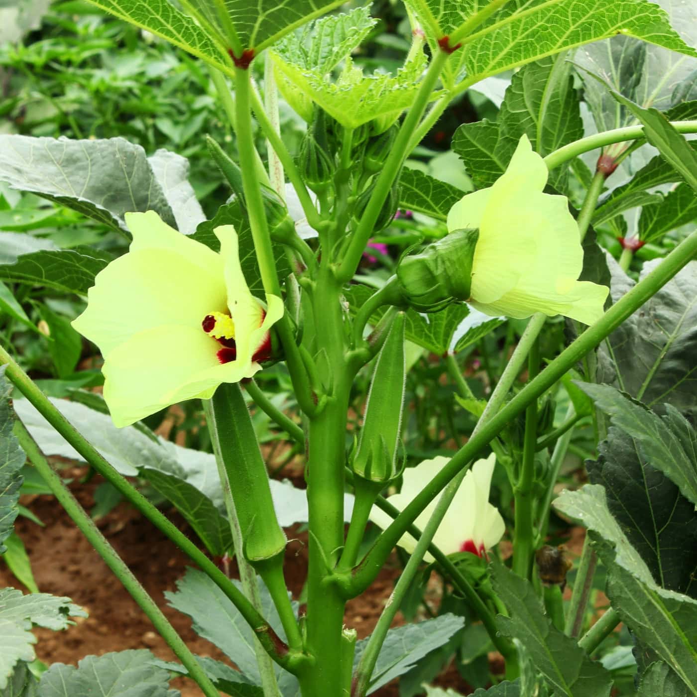 Close-up of an okra plant blooming with pale yellow flowers and developing pods, featured in the Florida Summer Planting Guide as a heat-tolerant crop for summer gardens.