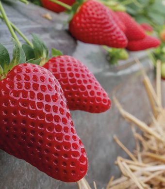 Articolo-NSG-italiafruit-fragole
