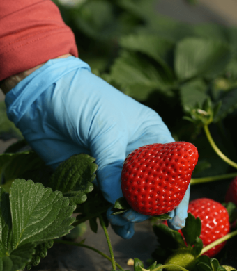 Frutto-di-Rossetta-in-raccolta