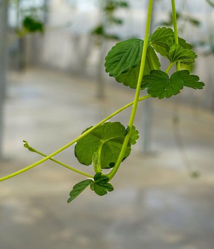 team vert_0012_DSC02604