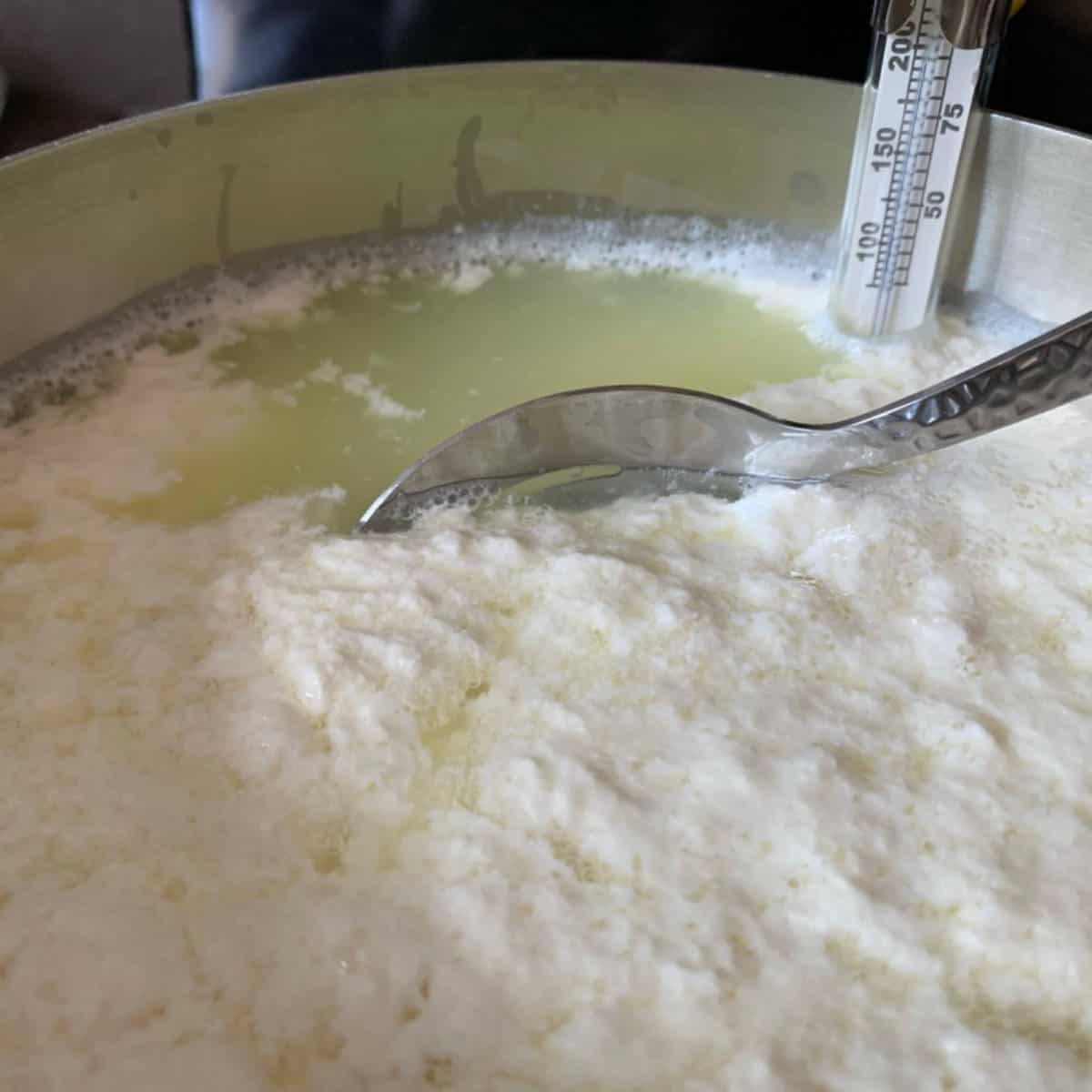 The curd in a pot with the thermometer.