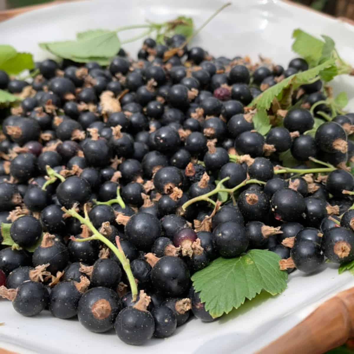 Blackcurrant berries.