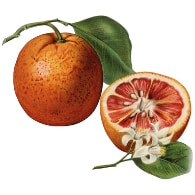 Orange and blossom.