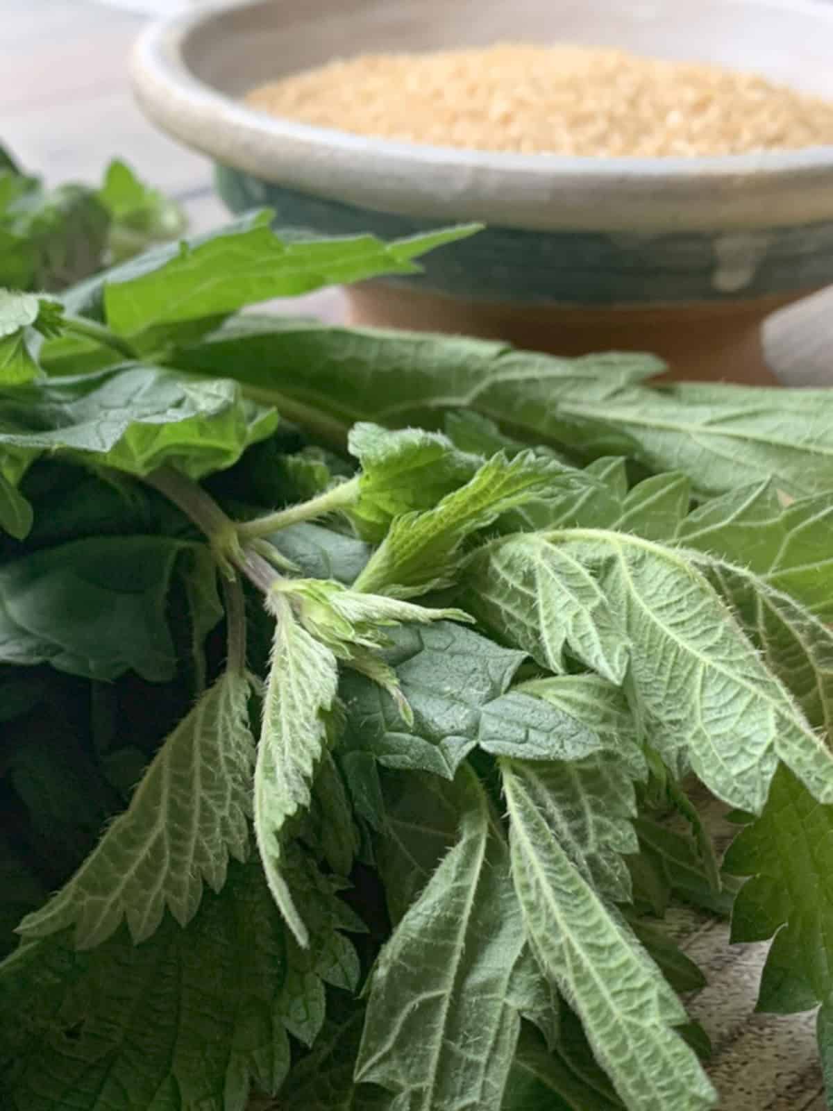 Nettle plant.