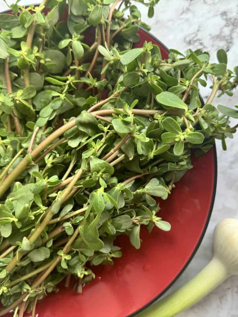 Fresh purslane and fresh garlic bulb.