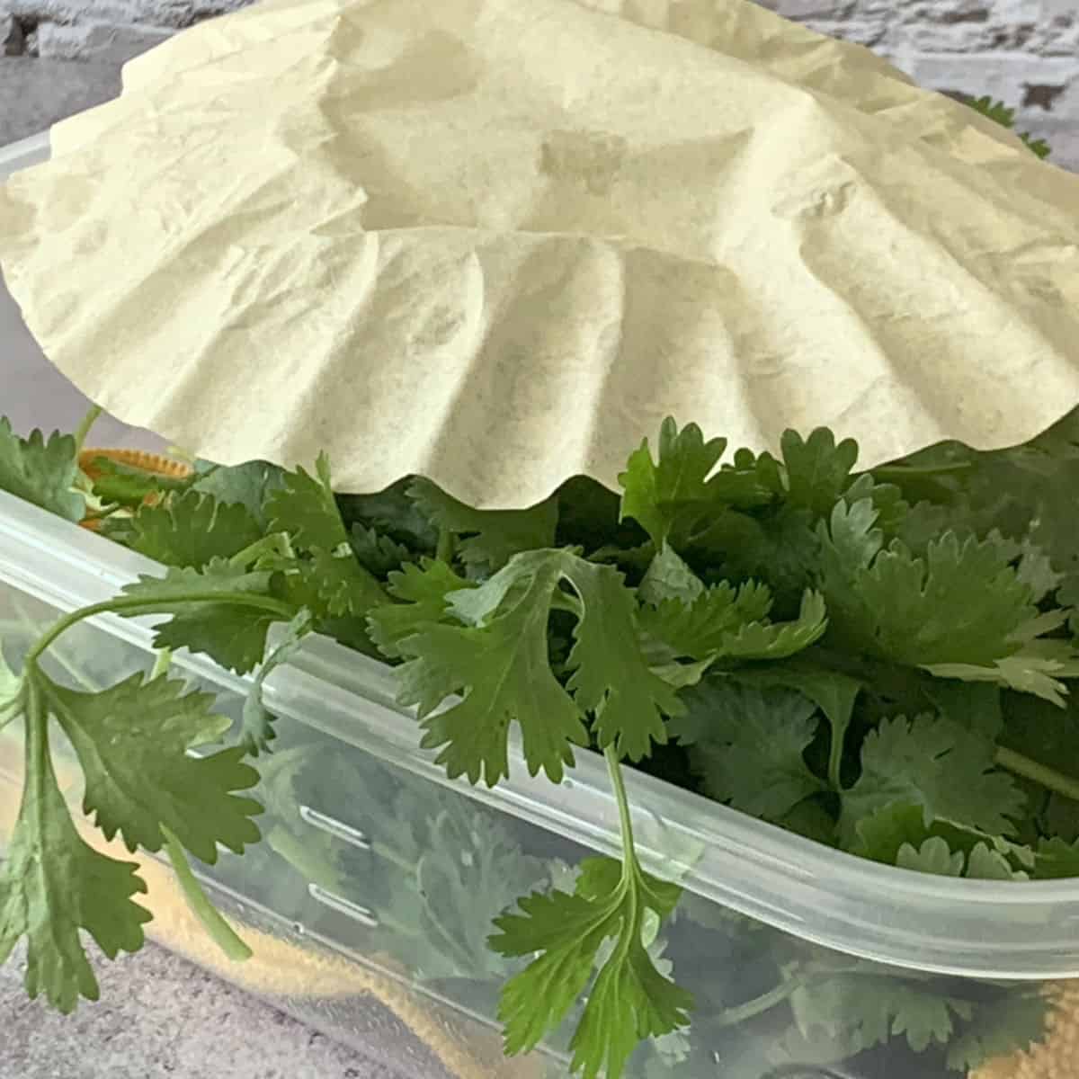 Cilantro in a plastic container.