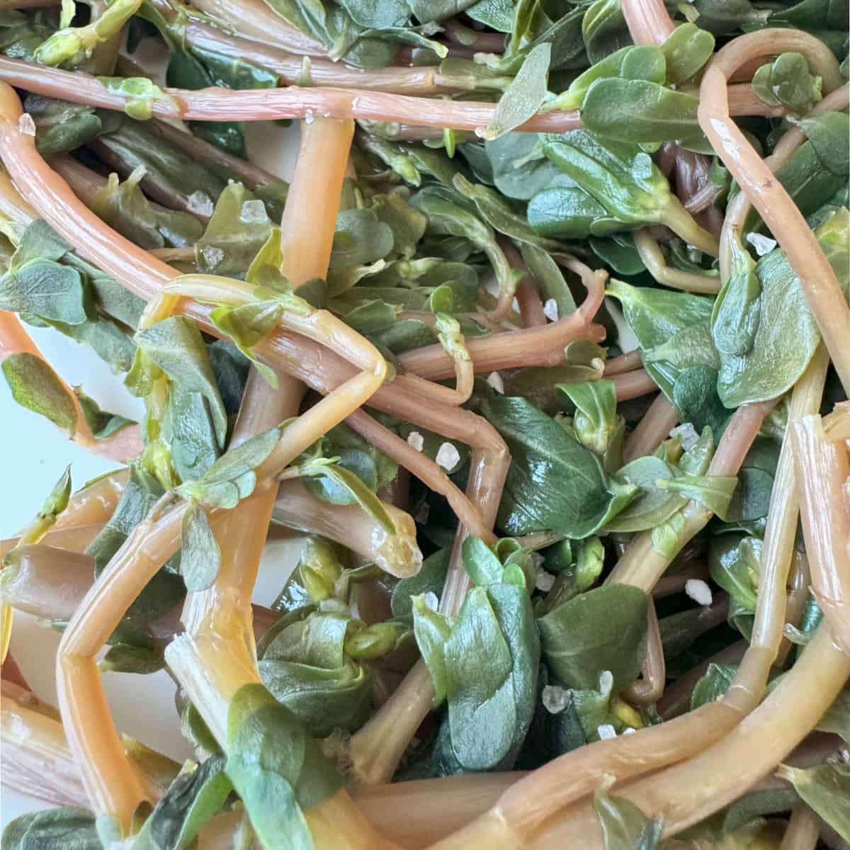 Drained purslane close up shot.
