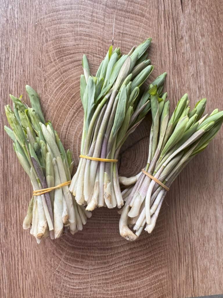 Solomon seal shoots in a bandles.