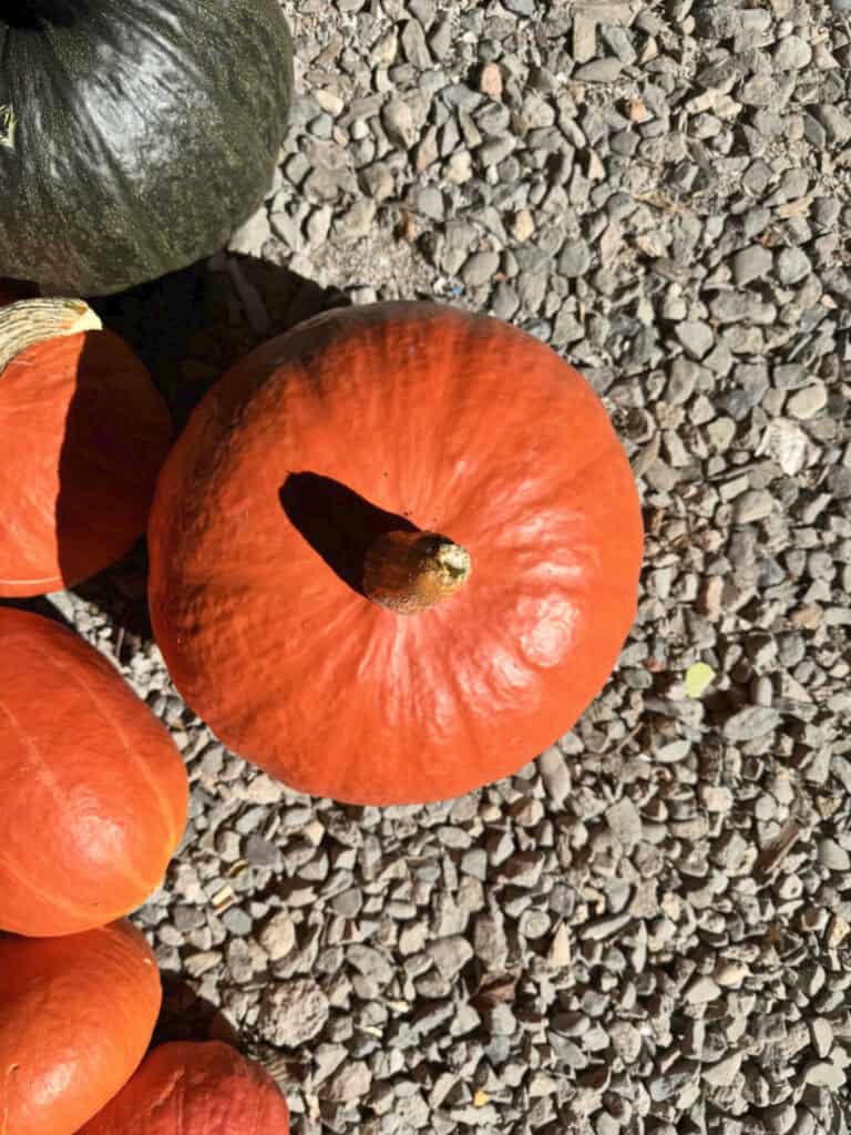 Pumpkins on a gravel.