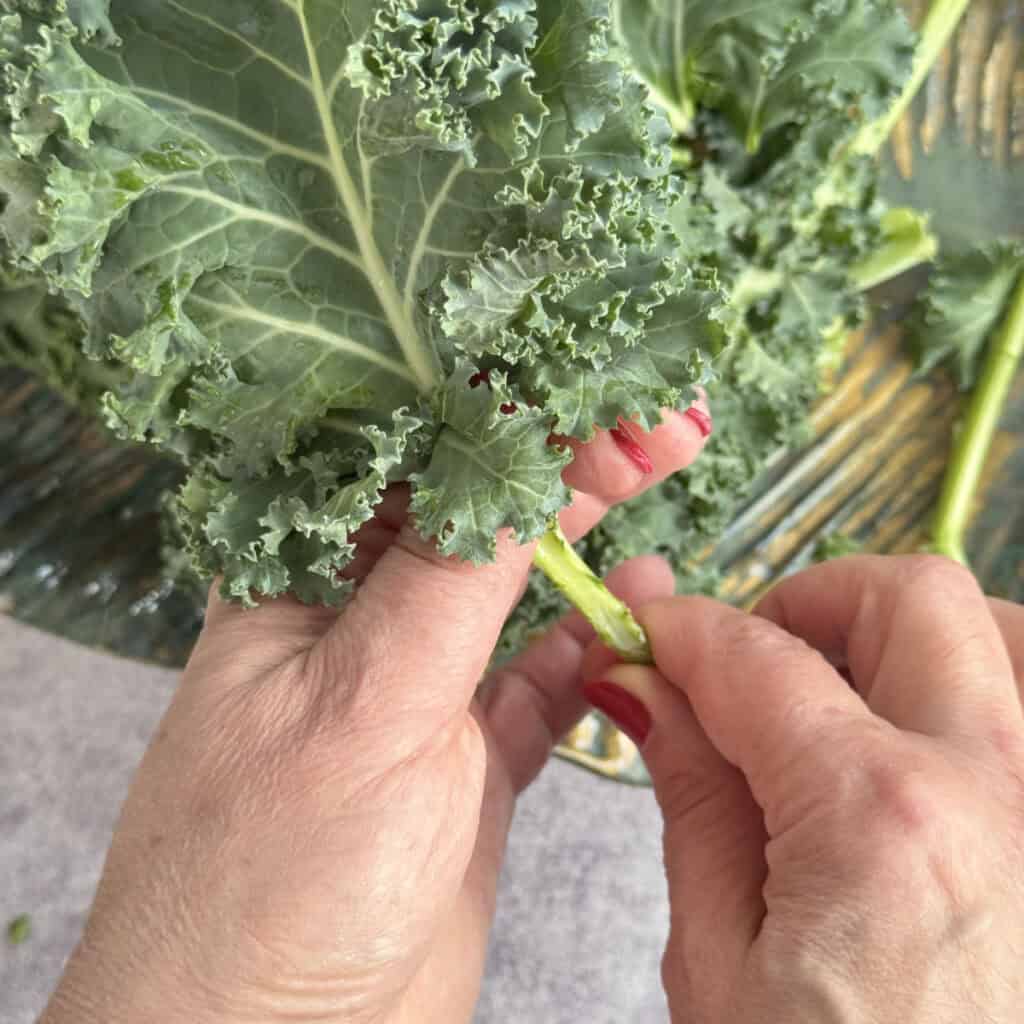Stripping curly kale leaves from the stem by hand.