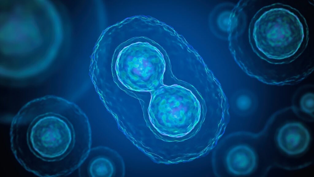 Mitosis - Cell Division