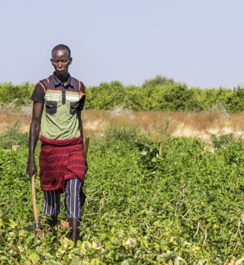 A man walking through a green crop field
