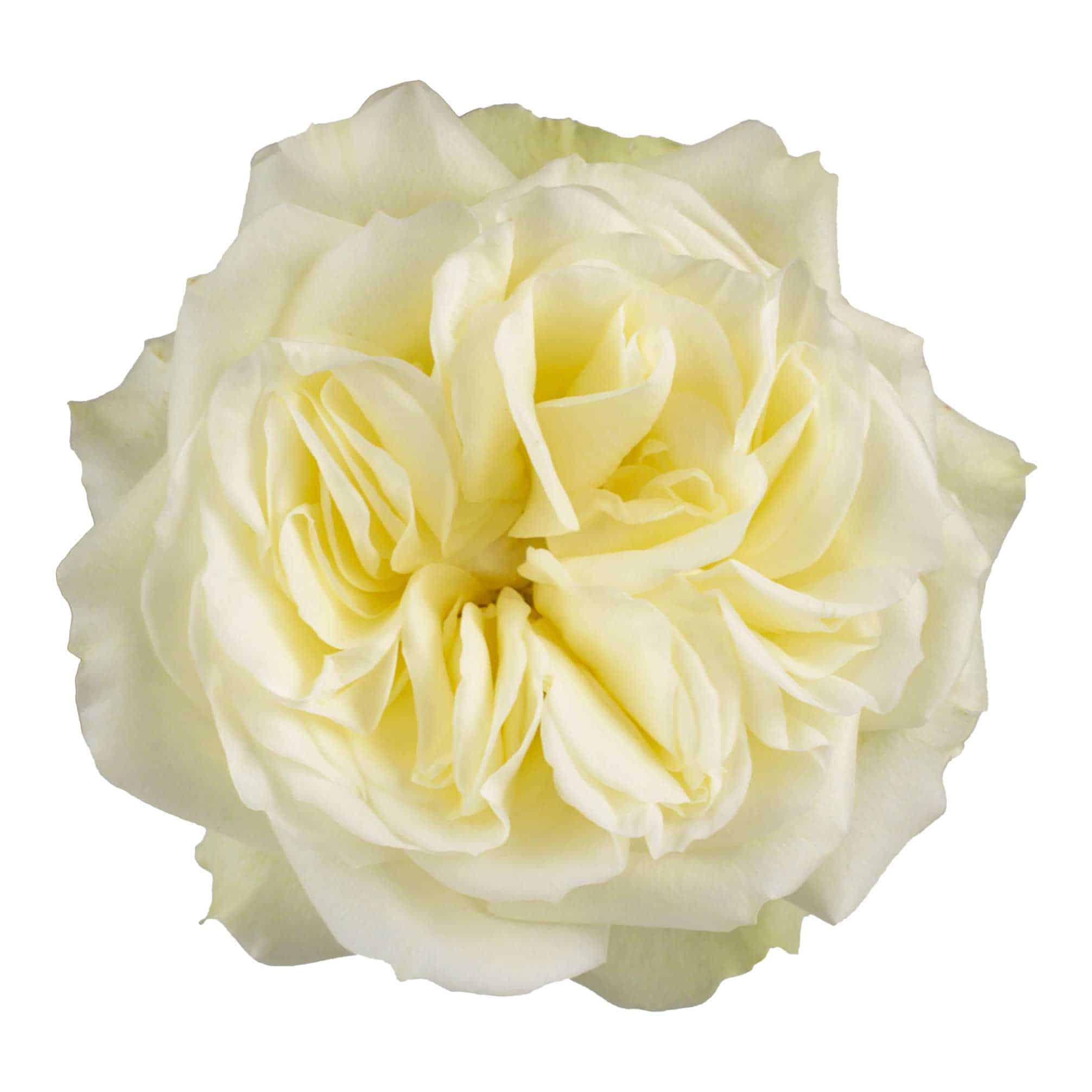 Mayra´S White - Image 2