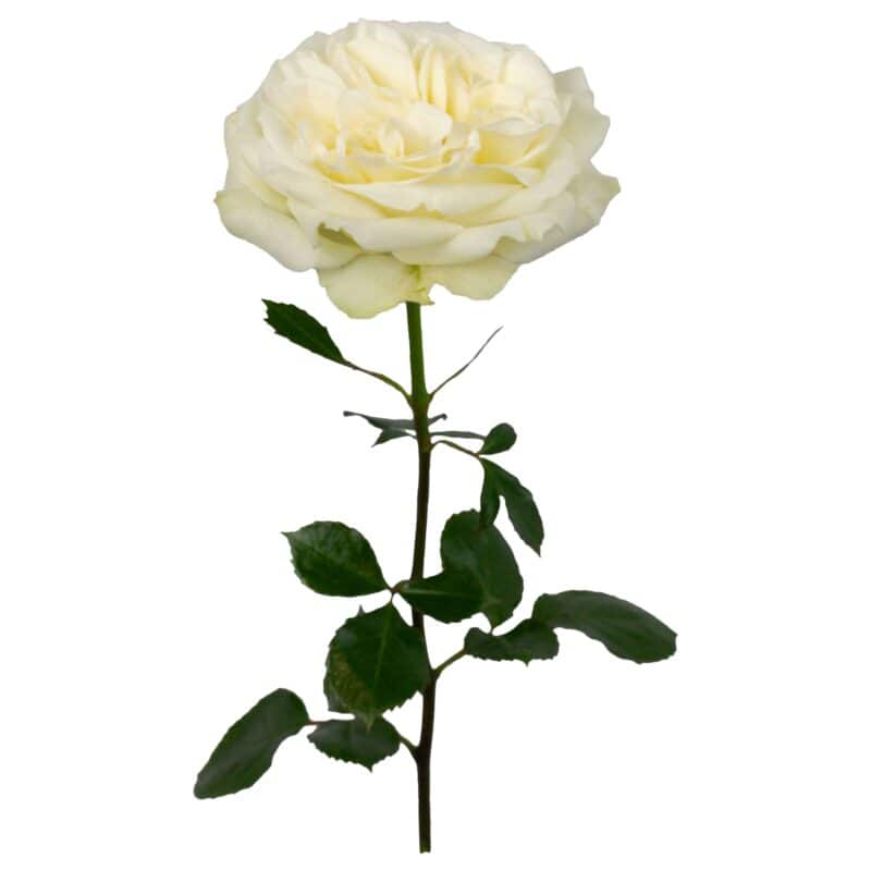 Mayra´S White