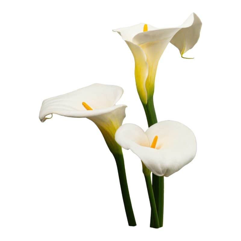 White Star Callas
