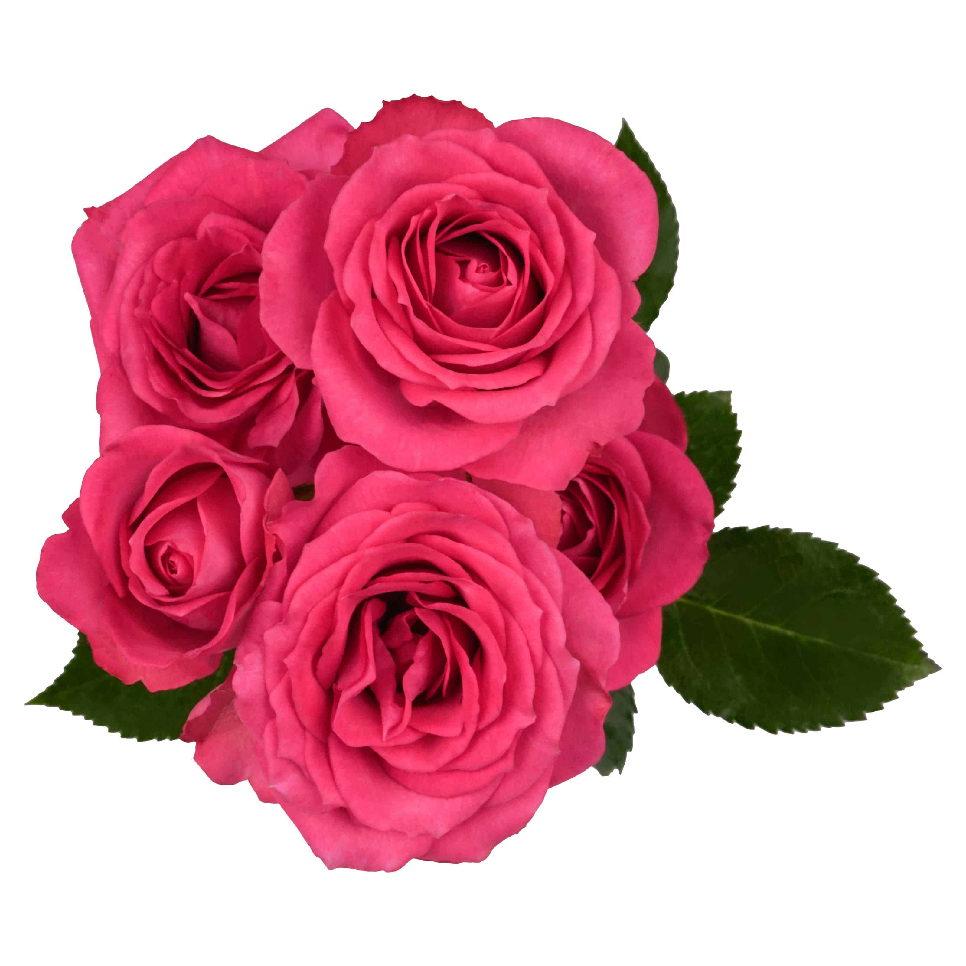 Bellalinda Cerise - Image 2