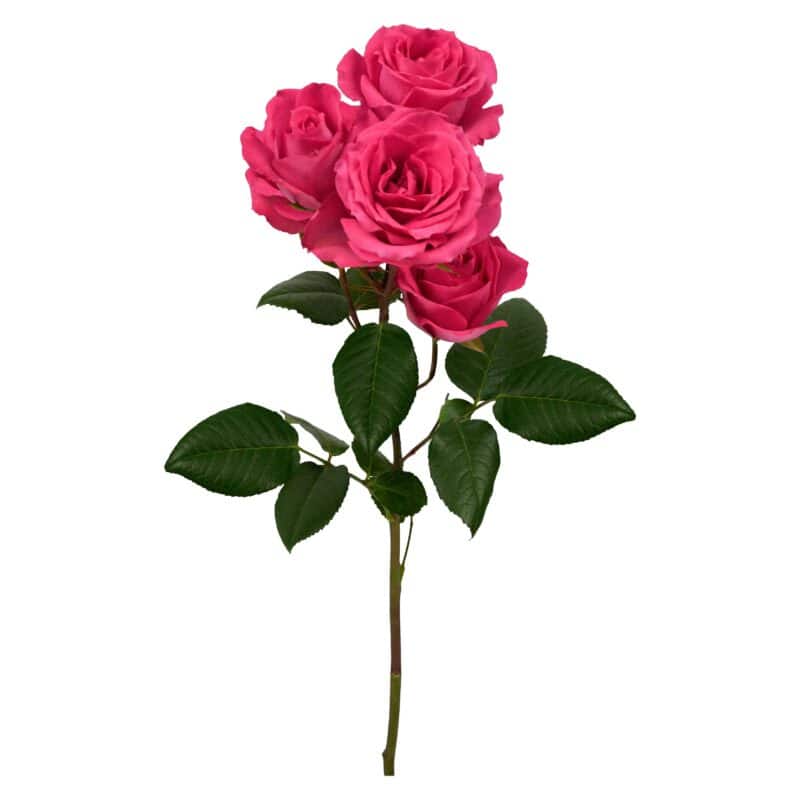 Bellalinda Cerise