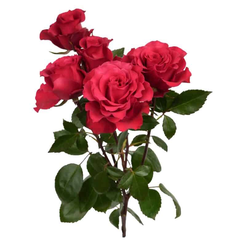 Bellalinda Love