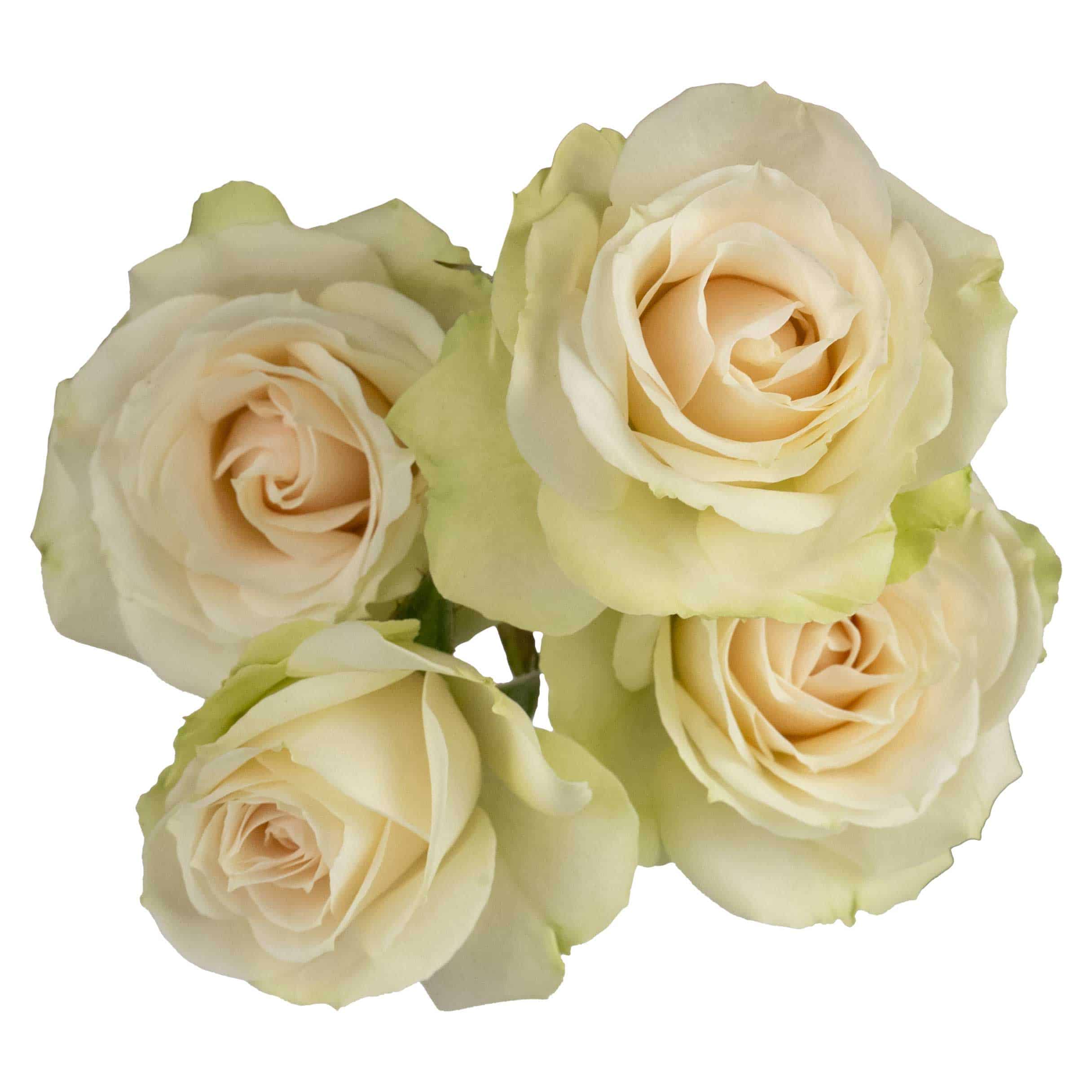 Cream Irishka - Image 2