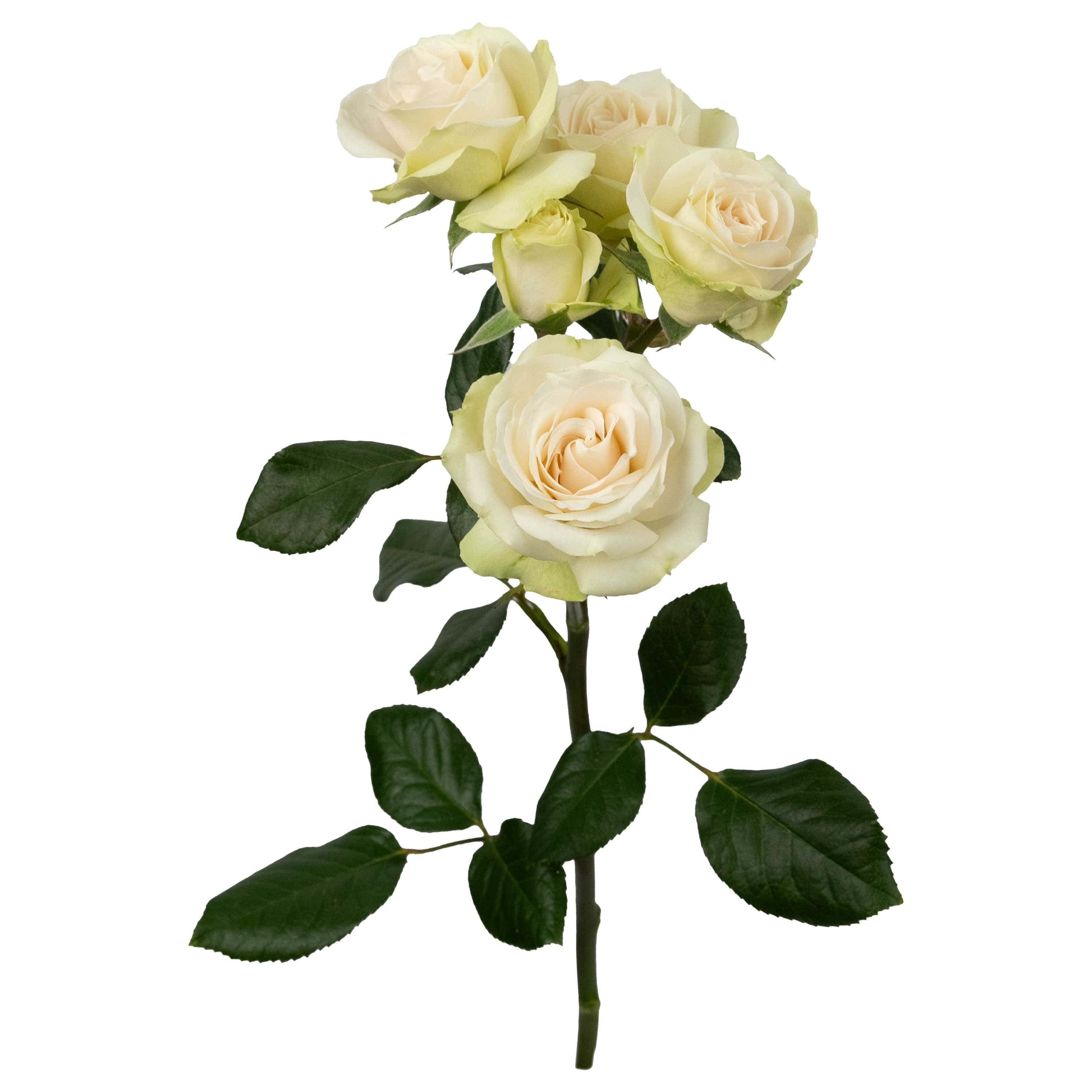 Cream Irishka