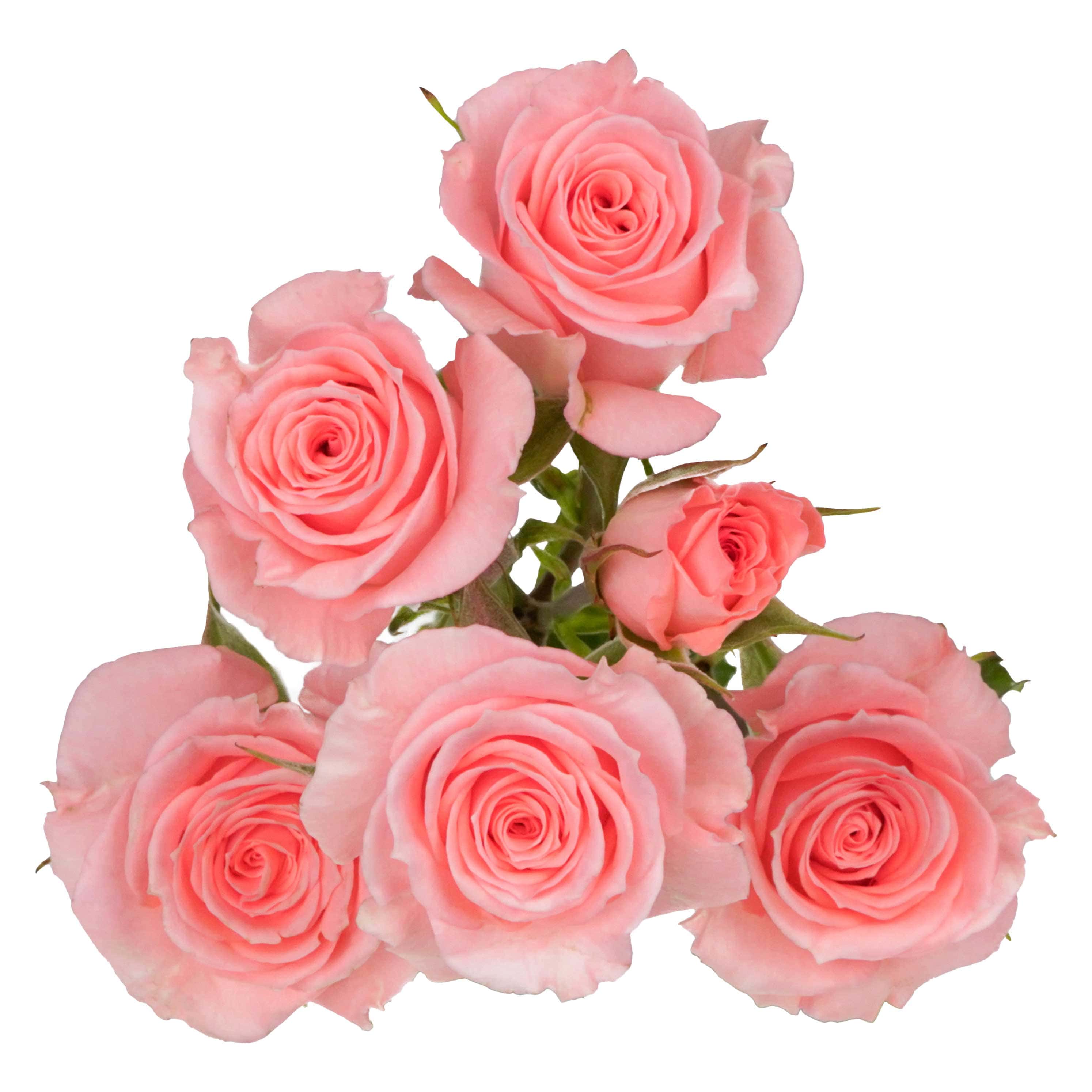 Elegant Rosever - Image 2