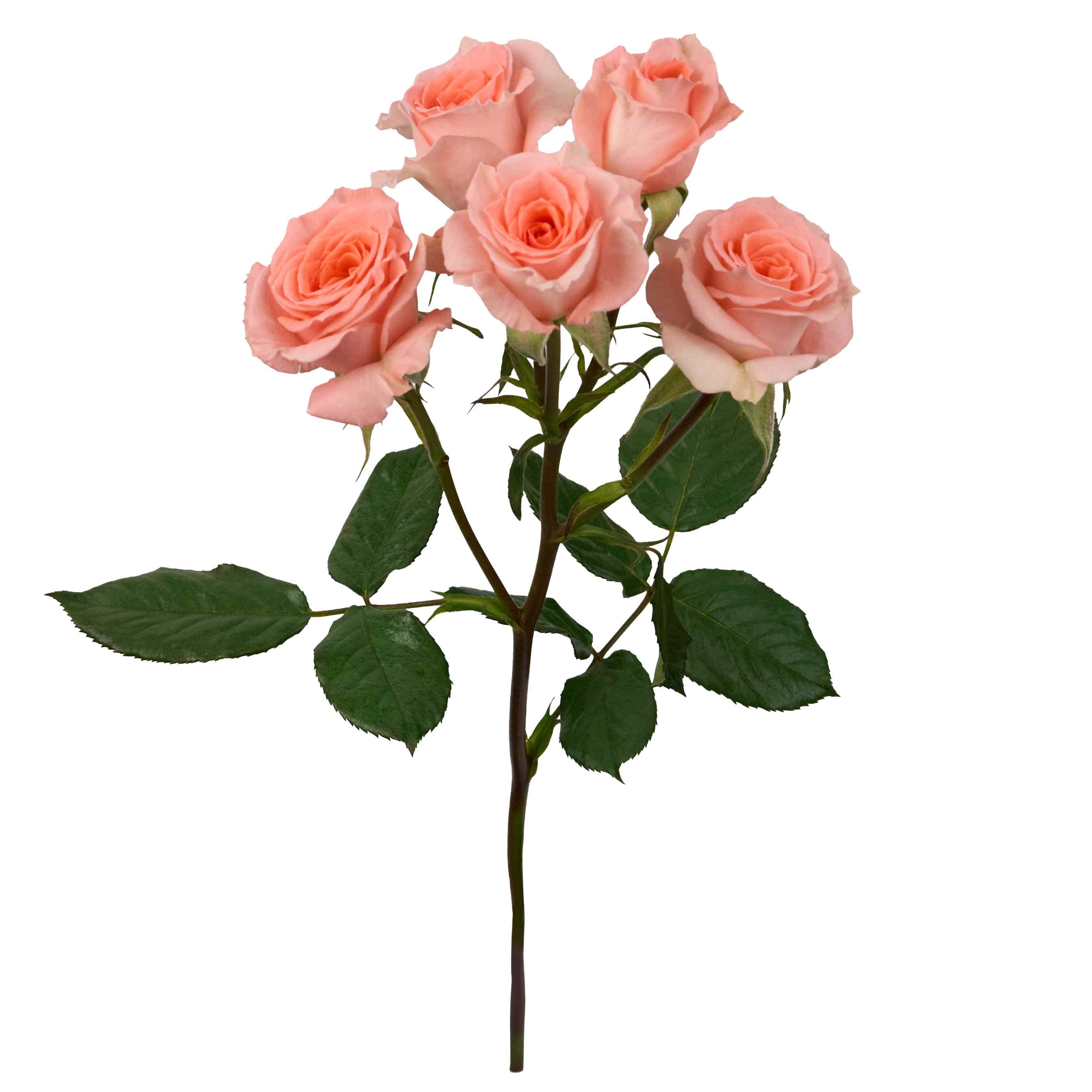 Elegant Rosever