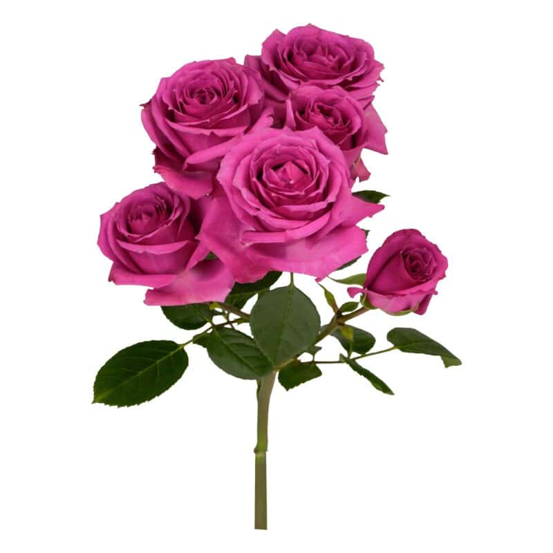 Purple Irischka