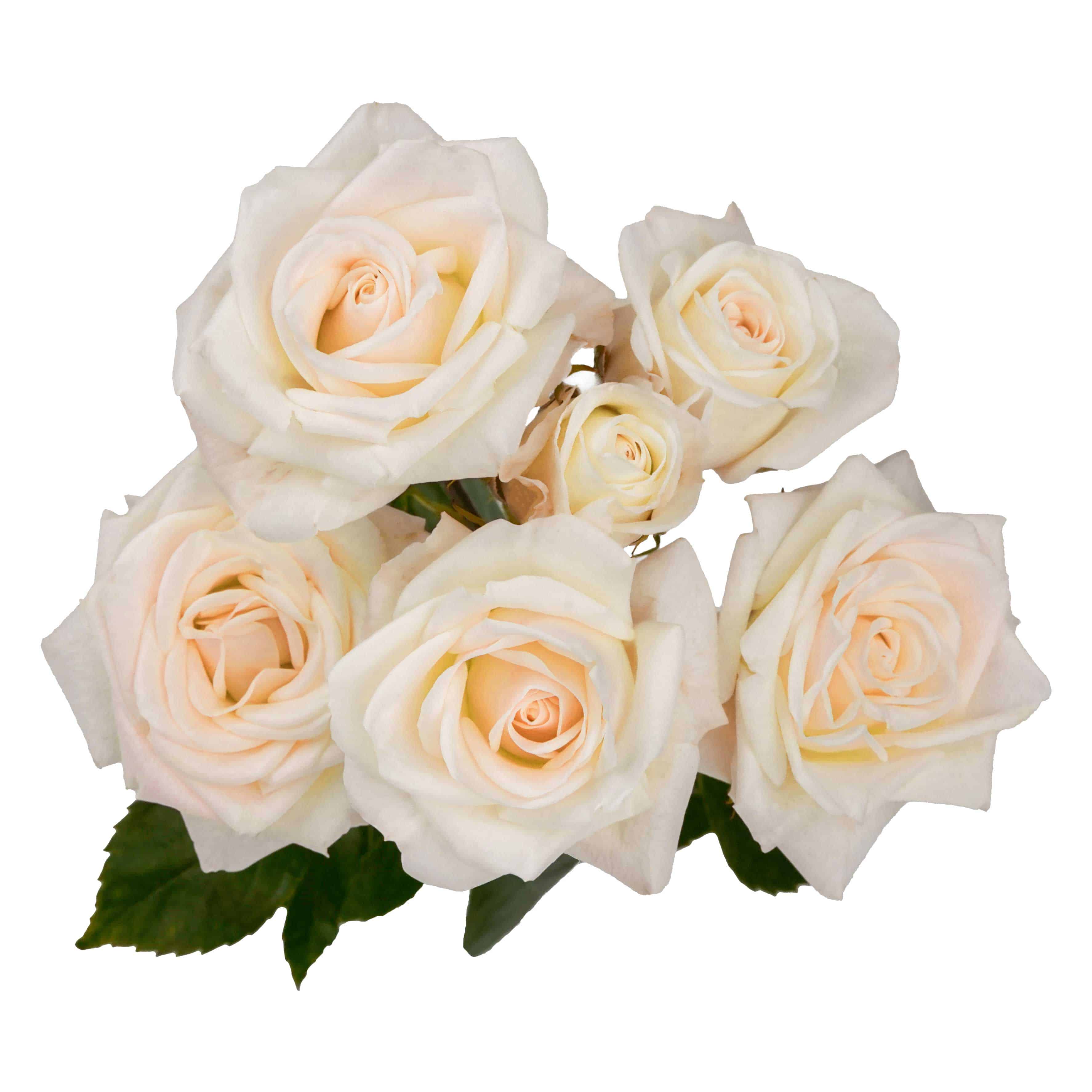 Sand Blossoms - Image 2