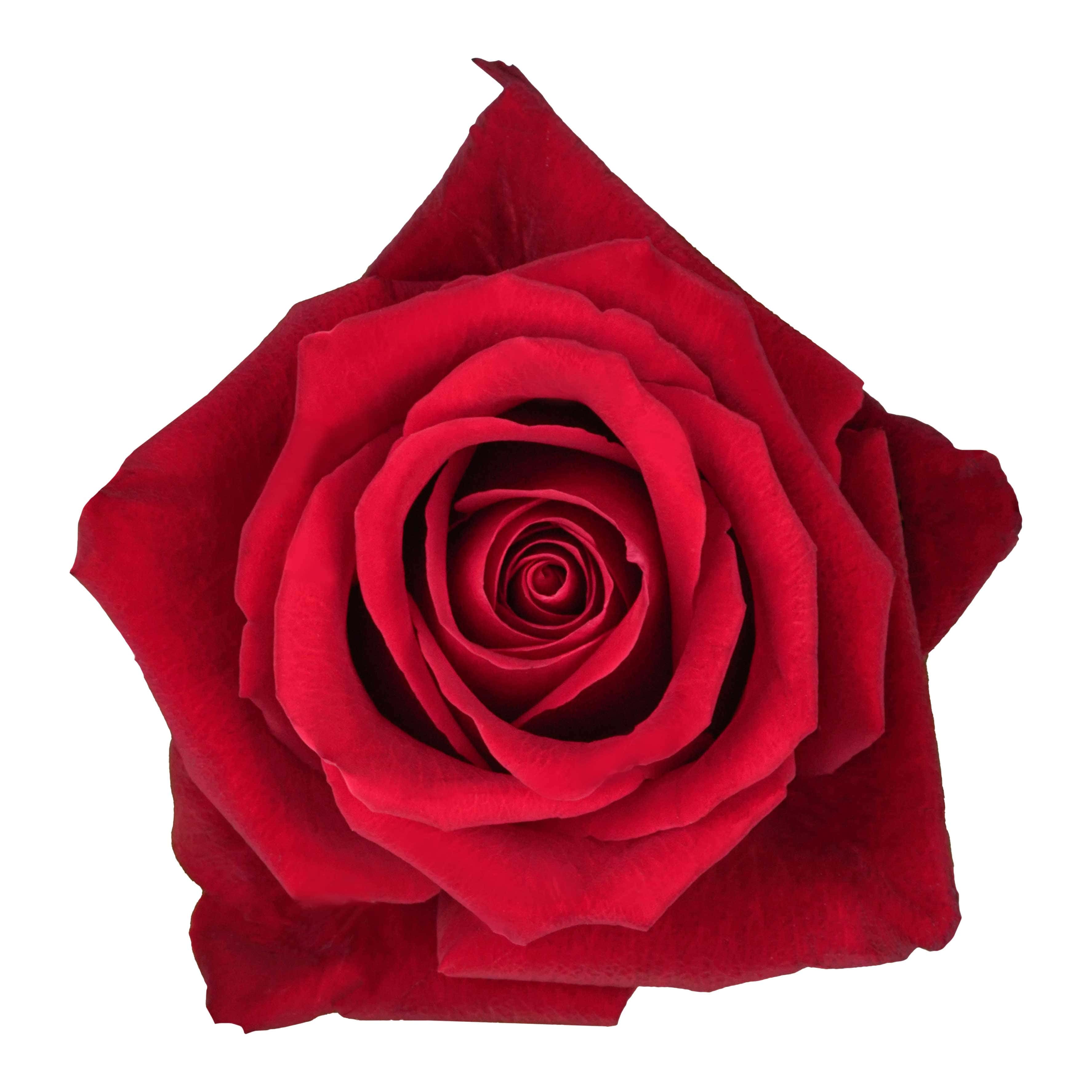 Fortune - Image 2