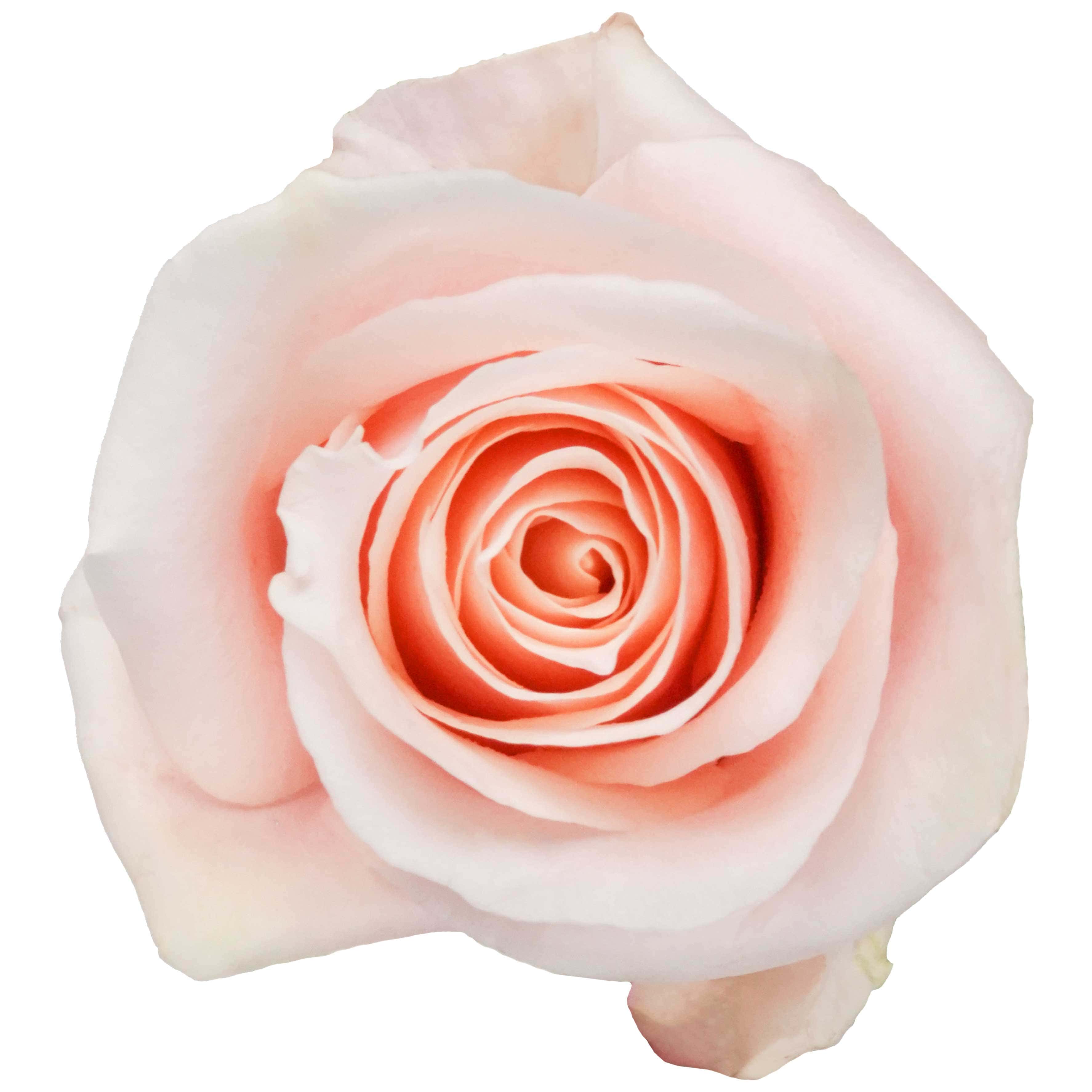 Believe in Pink - Image 2