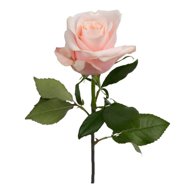 Believe in Pink