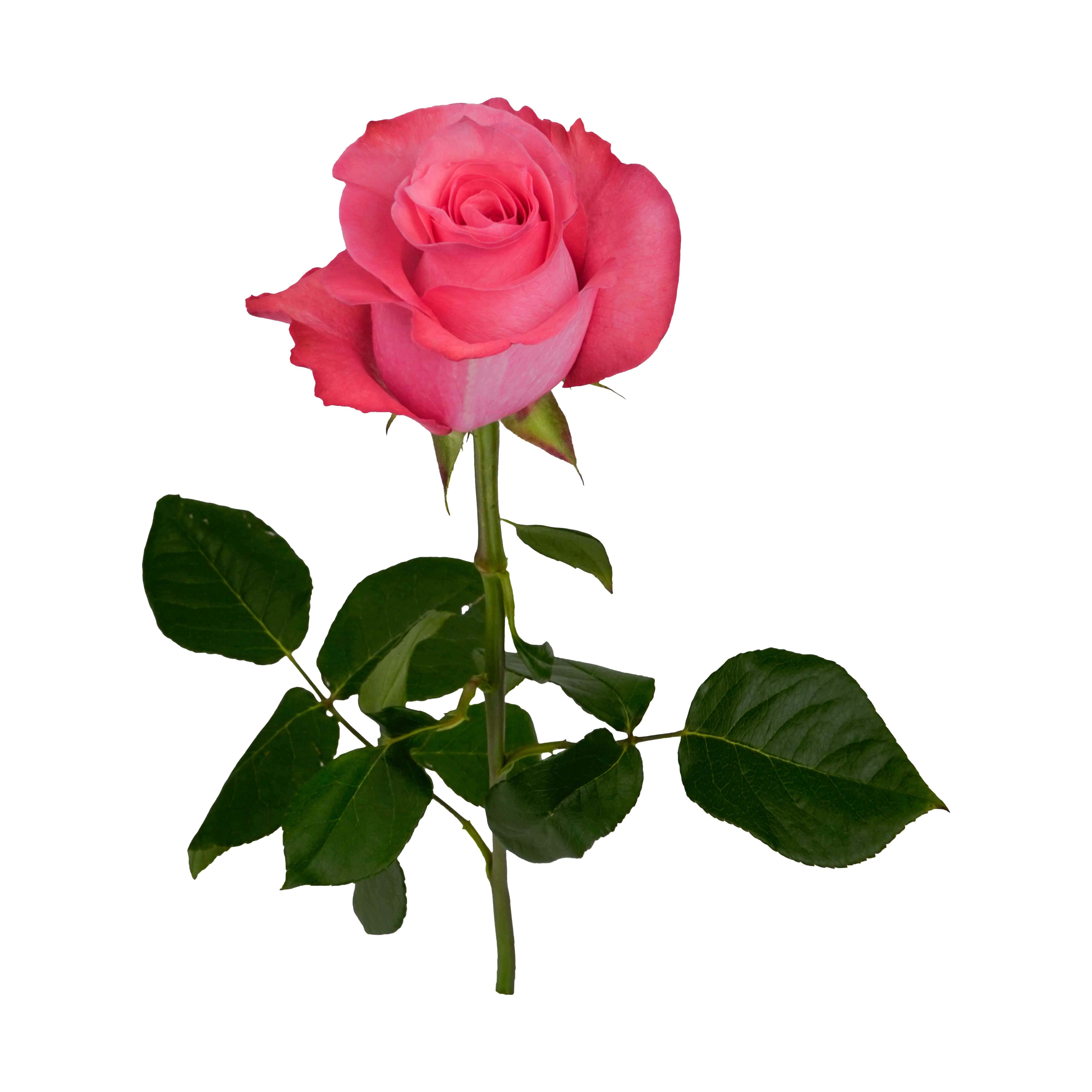 Pink Love
