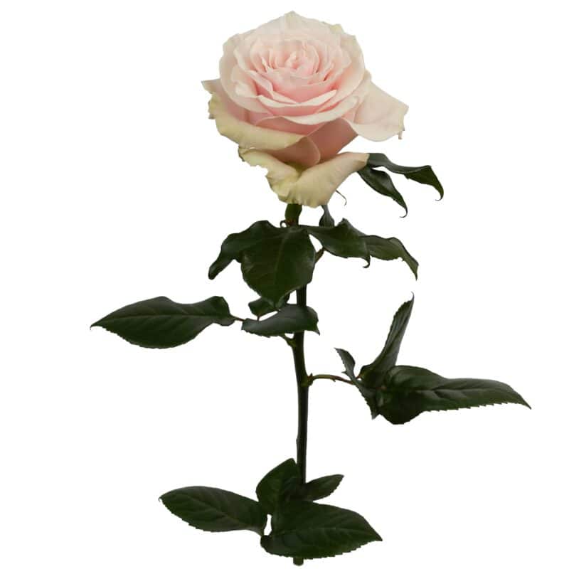 Pink Mondial