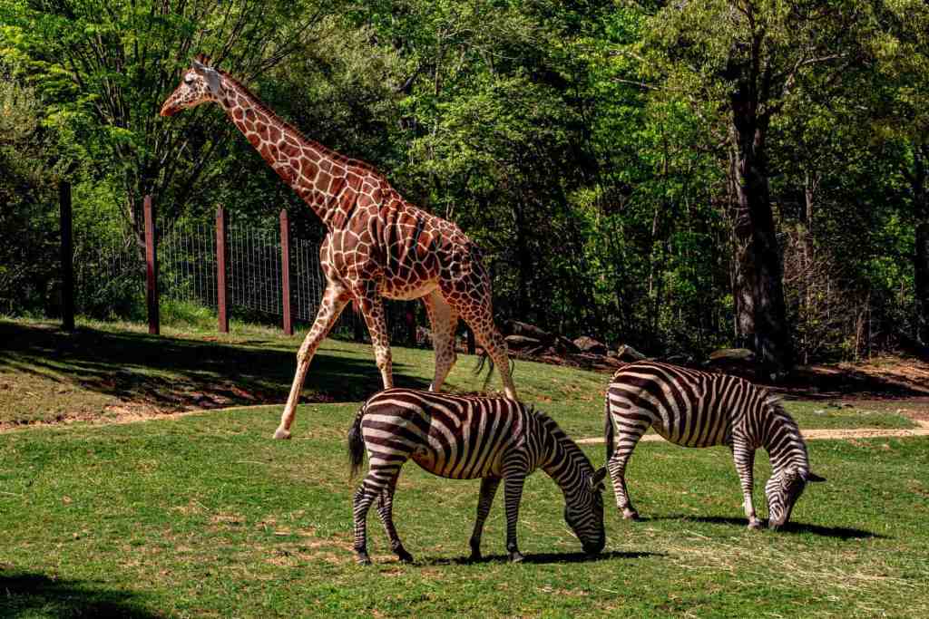 Must-See Attractions in Kansas City, Missouri