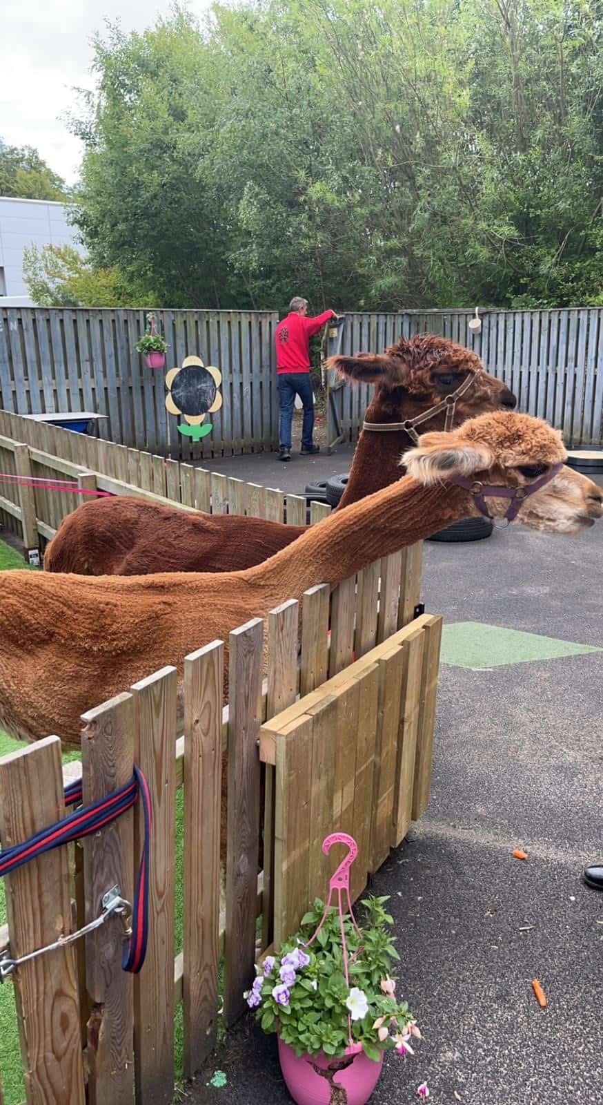 Alpacas and a child-friendly outdoor play area at Thrive Childcare, featuring animals and nature-based activities.