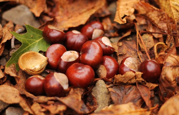 Hazelnuts among autumn leaves in a woodland setting, symbolising natural outdoor play and seasonal activities at Thrive Childcare.