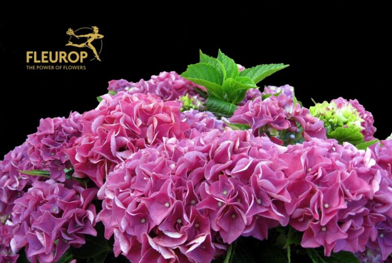 Flores de hortensia coloridas en rosa y verde sobre un fondo negro.