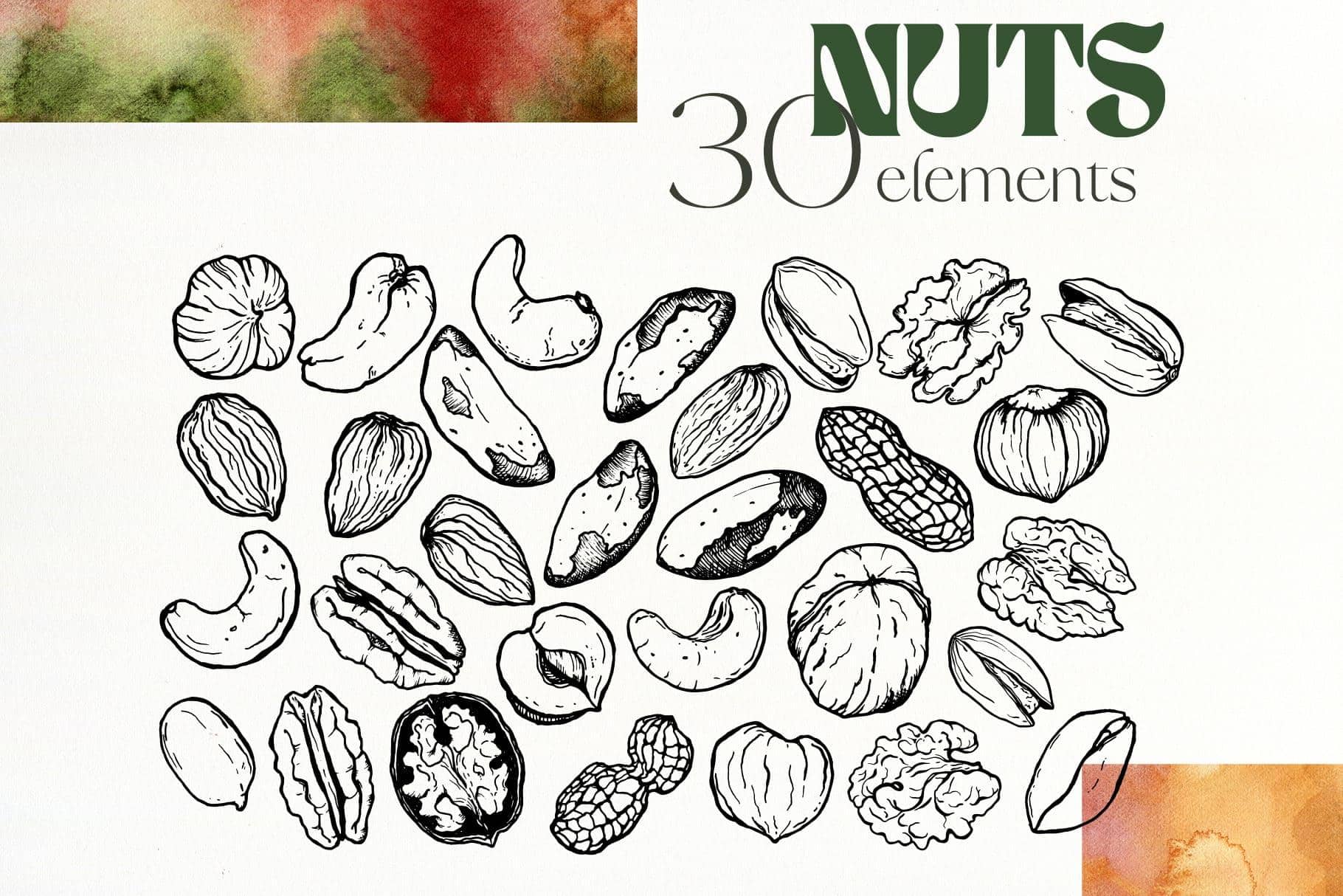 NUTS vector nut illustration texture & patterns - Image 4