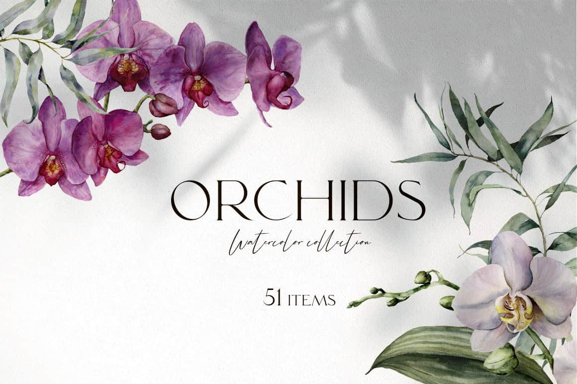 Watercolor orchid flowers illustration for botanical art and floral design.