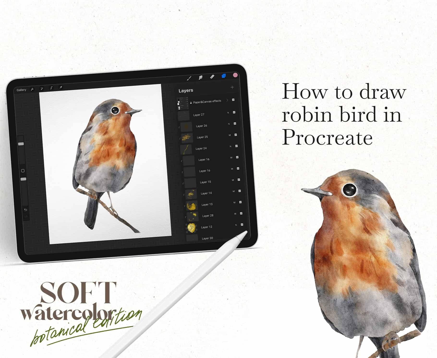 How to draw watercolor robin bird in Procreate