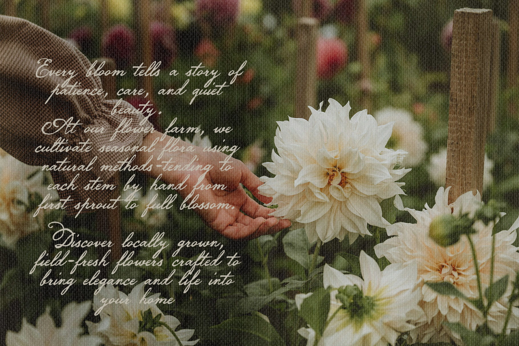 Darling Moment script font as handwritten overlay text on a flower field photo