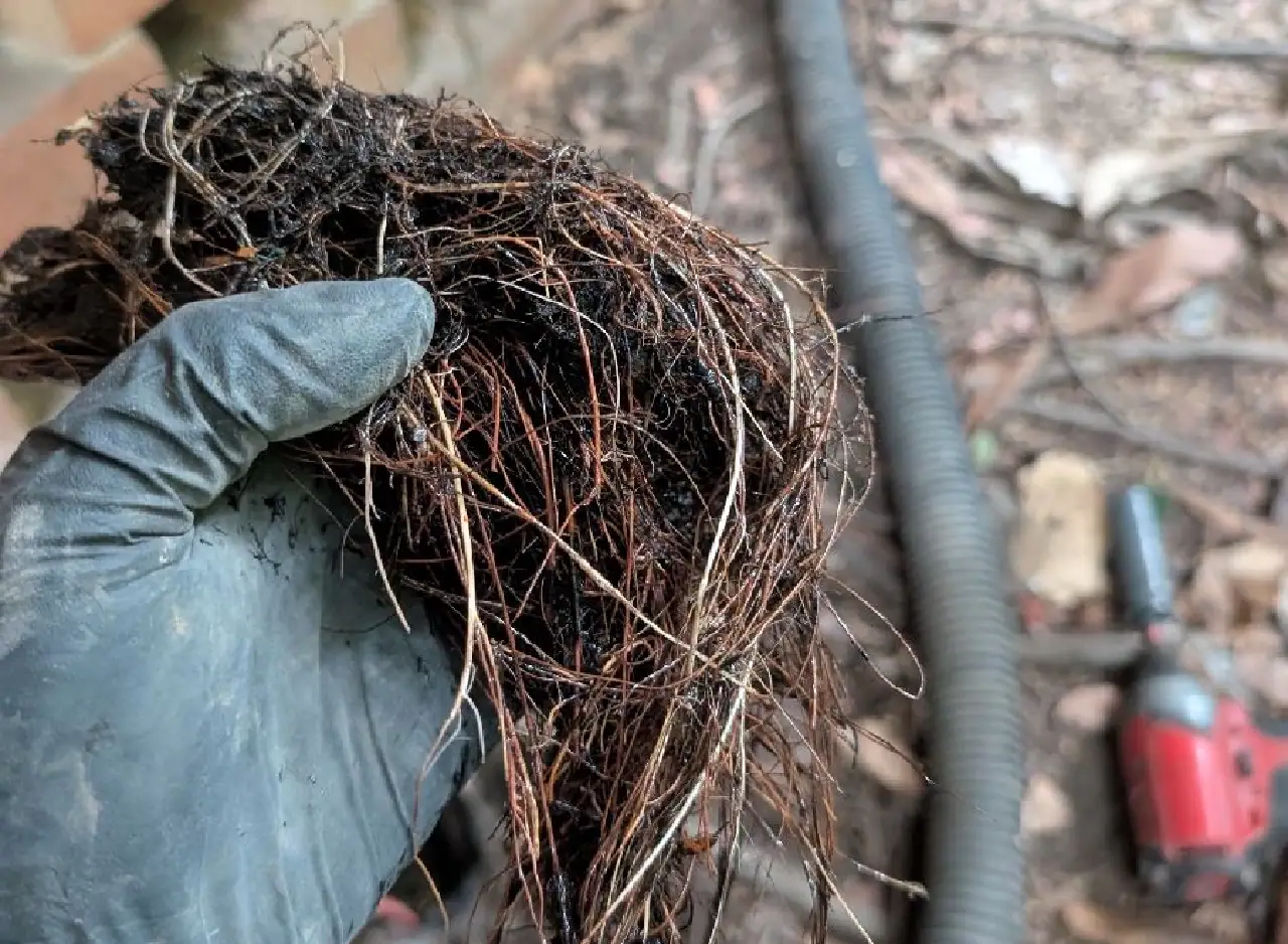 Hand holding a tangled root ball removed from a drain pipe.