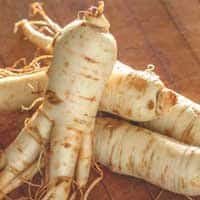Natural Panax Ginseng root used in ZenCortex for brain health and neuroprotection.