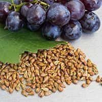 Fresh Grape Seeds, a key antioxidant ingredient in ZenCortex for ear health.