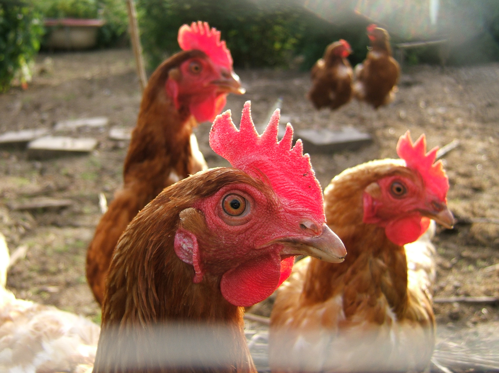 three hens in a farm and a few more in the background