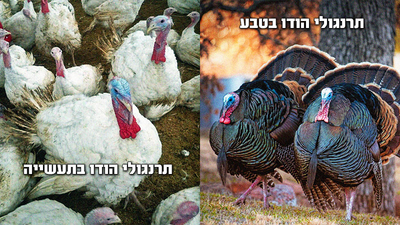 תרנגולי הודו בטבע לעומת תרנגולי הודו שעברו עיוות גנטי בלול תעשייתי