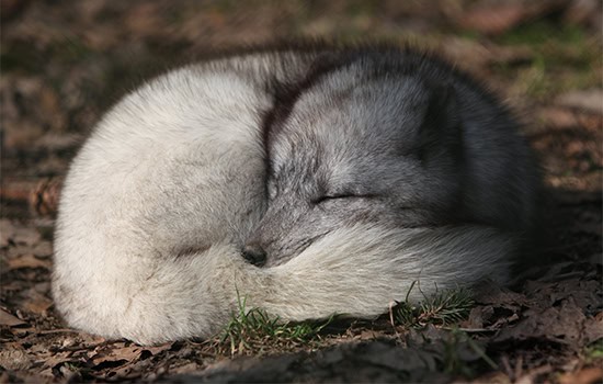 Alopex_lagopus