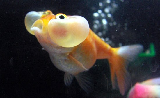 Bubble_Eye_goldfish