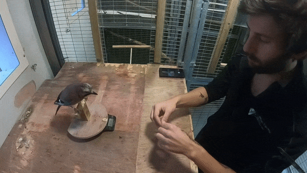 הצגת קסם לעורבני על בסיס "צניחה צרפתית" המניחה היכרות טובה עם כף היד האנושית